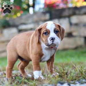 Miley, Beabull Puppy